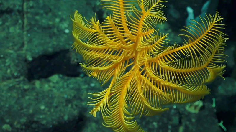 A crinoid, a kind of marine animal